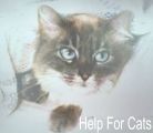 Cat help online